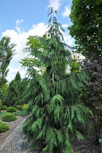 Cyprysik nutkajski Klippert C3 na Arena.pl
