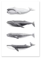 Plakat humbaki wieloryb 40x50 cm