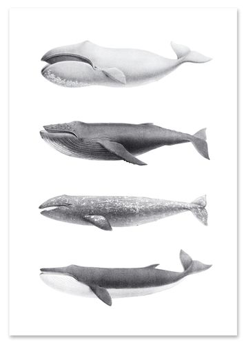 Plakat humbaki wieloryb 21x29,7 cm A4 na Arena.pl