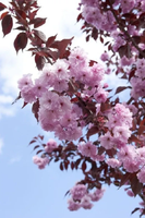 WIŚNIA PIŁKOWANA ROYAL BURGUNDY szczepiona - sadzonki 160 / 180 cm