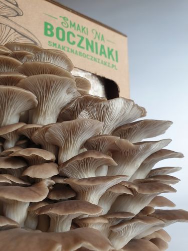 Grzybnia do uprawy domowej boczniak łyżkowaty na Arena.pl