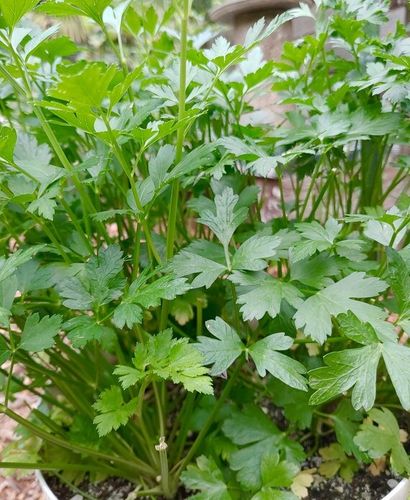 PIETRUSZKA NACIOWA GIGANTE D'ITALIA 2G NASIONA BARDZO PLENNA AROMATYCZNA na Arena.pl