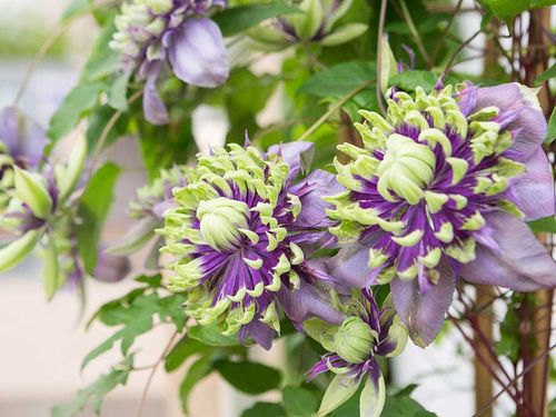 Powojnik Clematis Taiga ® C2 E na Arena.pl