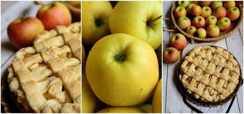 Jabłoń PAPIERÓWKA Oliwka żółta/ ODMIANA DESEROWA na Arena.pl