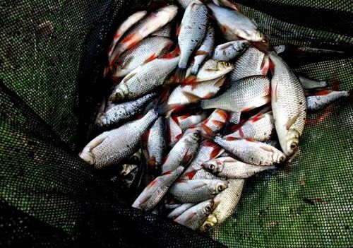 WĘDKA BOLONKA MISTRALL ZINO BOLOGNESE 5m /10-30g na Arena.pl