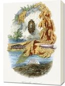 Obraz 50x70cm Ślimak Wulkaniczny, Gervais Vintage do Salonu