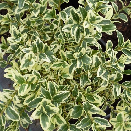 Doniczka 2-litrowa (C2) na Arena.pl