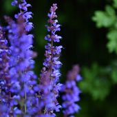 Szałwia omszona Niebieska 'Carina' (Salvia x hybrida) W Doniczce 1L