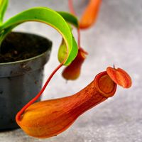 Nepenthes alata dzbanecznik skrzydlaty na INSEKTY 9cm ZIMOWE ZABEZPIECZENIE