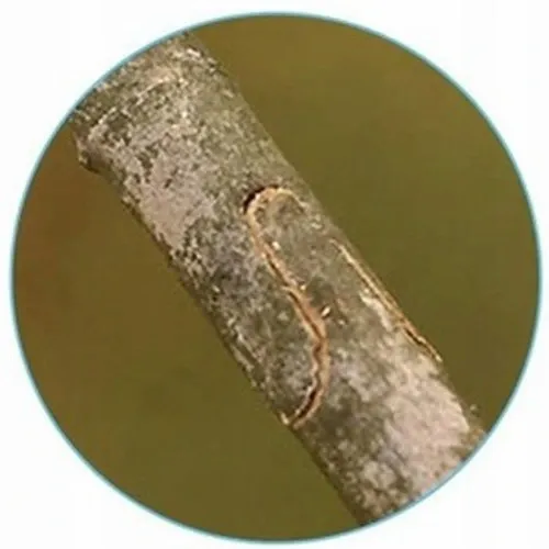 ZESTAW SEKATOR NOŻYCE NOŻYCZKI OGRODOWE DO SZCZEPIEŃ OKULIZACJI DRZEW ETUI na Arena.pl