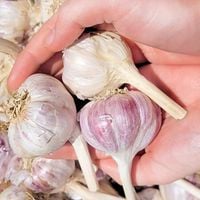 CZOSNEK HARNAŚ ozimy polskie główki mocny aromat ZIMOWY 20 SZT