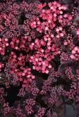 Rozchodnik ogrodowy Globe Purple - Sedum hybridum