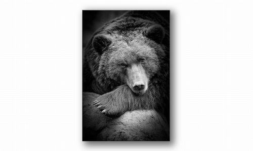 OBRAZ NA PŁÓTNIE 003 Niedźwiedź 40x60cm na Arena.pl