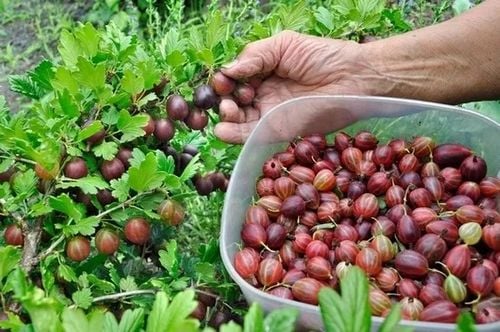 AGREST krzak duży czerwony obficie owocuje - sadzonki 30 / 40 cm na Arena.pl
