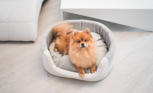 amiplay legowisko elipsa morgan białe s na Arena.pl