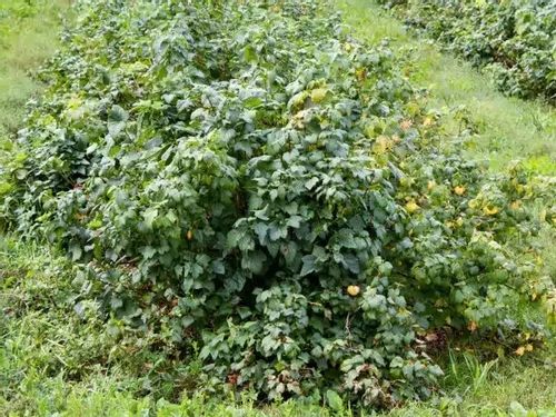 Porzeczka czarna JUBILEJNAJA KOPANIA Słodka odmiana Sadzonki w doniczkach na Arena.pl