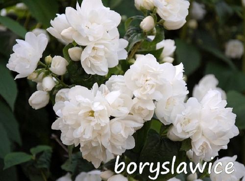 Jaśminowiec 'Virginal' (Philadelphus) w doniczkach C2, wysokość 70-100 cm na Arena.pl