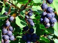 Świdośliwa olcholistna HONEYWOOD Plenna odmiana Sadzonki w doniczkach