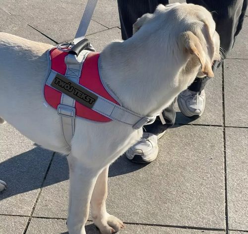 MOCNE SZELKI dla PSA BEZUCISKOWE M 50-62 + GRAWER na Arena.pl