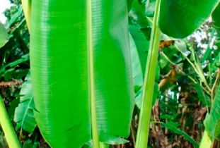 Filtr do kawy Cafec Abaca+Plus biały cup4 100 szt. na Arena.pl