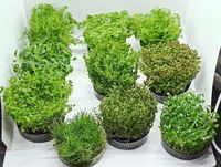 MIX ZESTAW ŁATWYCH ROŚLIN DO AKWARIUM - 10 Gatunków w kubkach + GRATIS