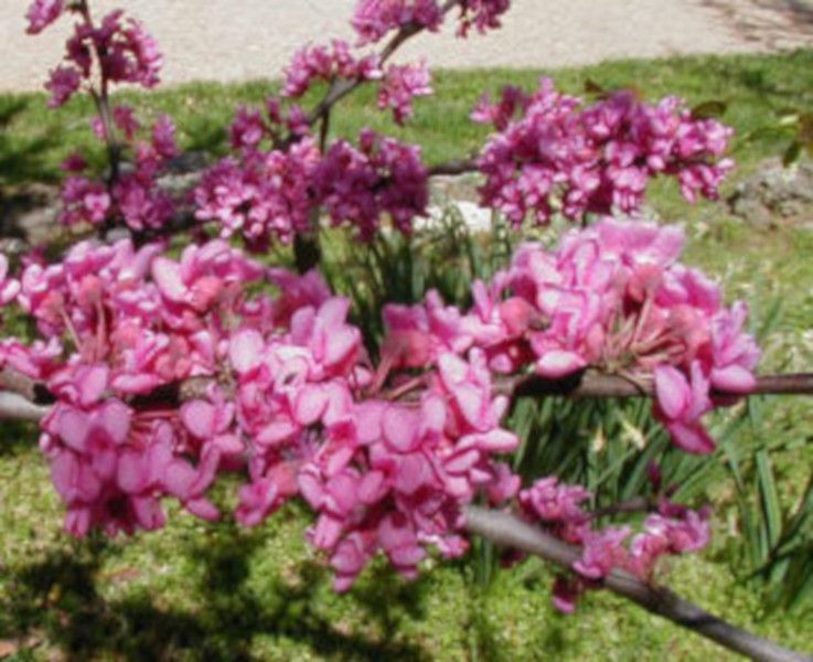 JUDASZOWIEC KANADYJSKI - sadzonki w doniczkach zdjęcie 2