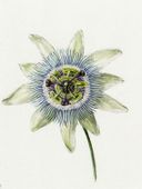 Plakat 60x80cm Passion Flower, Jean Bernard Vintage do Salonu