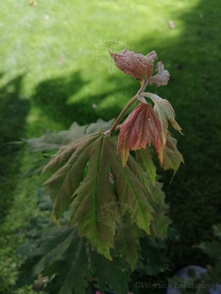 Klon ussuryjski rzadkość w ogrodach zdjęcie 1