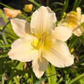 Liliowiec 'Arctic Snow' (Hemerocallis) P13