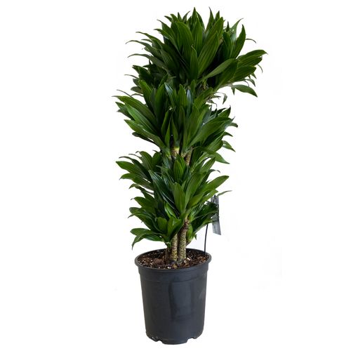 Dracena COMPACTA 90 cm na Arena.pl