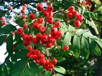 JARZĘBINA jadalna czerwona - sadzonki 80 / 120 cm