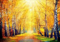 Fototapeta 3D widok droga przez las 350x245 FLIZ