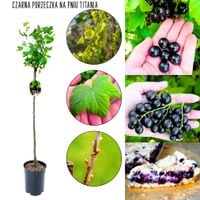 Czarna Porzeczka Titania kup porzeczkę NA PNIU 80-120 cm