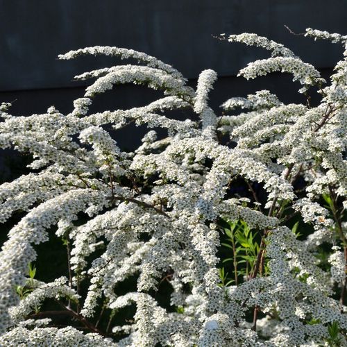 Tawuła wczesna Spiraea arguta Biała Sadzonki na Arena.pl