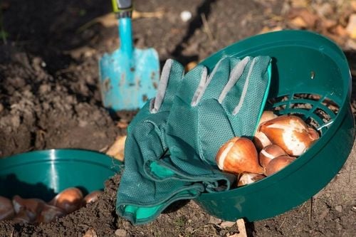 Koszyczek Do Sadzenia Cebulek Osłonka Na Cebulki Bulwy 22cm Koszyk 10 na Arena.pl