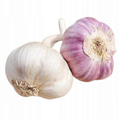 CZOSNEK HARNAŚ 1 KG ozimy polskie główki mocny aromat (ZBIÓR 2025) na Arena.pl