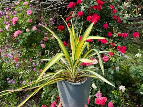 Juka karolińska 'Color Guard' Żółte Liście Na Skalniak (Yucca filamentosa) na Arena.pl