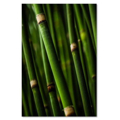 Deco Panel, Bambusowy las 60x90 na Arena.pl