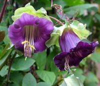 NASIONA Kwiatów Kobea Pnąca FIOLETOWA 0,5g Kwiaty 410985