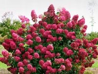 OGNISTA Hortensja Bukietowa 'Magical Fire' KRÓLOWA OGRODU