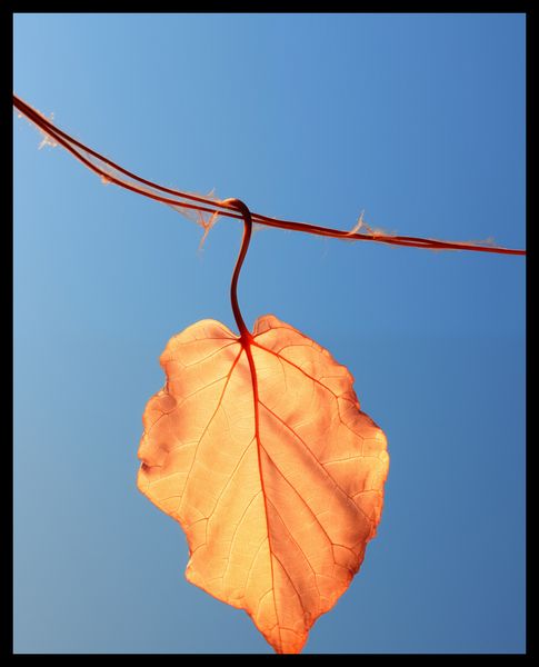 Plakat 40x50cm Ostatni Liść zdjęcie 2