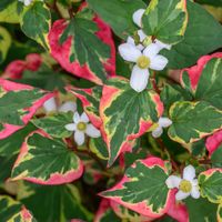 Pstrolistka sercowata CHAMELEON Okrywowa Do cienia Tułacz pstry Sadzonki 1L