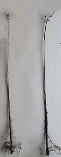 PORZECZKA czerwona na pniu na tarasy - sadzonki 80 / 100 cm na Arena.pl