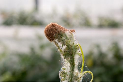 COMPO COMPLETE 2w1 Spray na choroby szkodniki ekologiczny oprysk 1L na Arena.pl