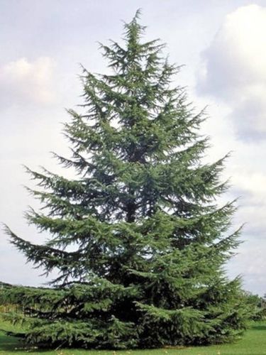 CEDR ATLASKI CEDRUS - sadzonki w doniczkach na Arena.pl