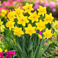 Żonkil narcyz polski tradycyjny żółty 25 szt.cebulki narcyzy cebule