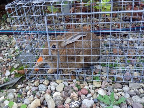 ŻYWOŁAPKA PUŁAPKA NA KUNY SZCZURY ŁASICE NORKI TCHÓRZE ŁASKI ŁAPKA na Arena.pl