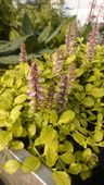 Dąbrówka rozłogowa Gold Chang - Ajuga reptans