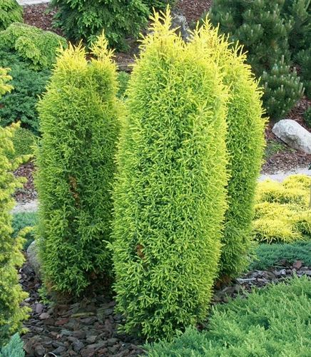 P9 JAŁOWIEC GOLD CONE STOŻKOWY ZŁOTY KRZEW na Arena.pl