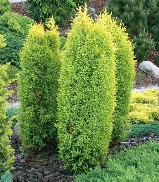 P9 JAŁOWIEC GOLD CONE STOŻKOWY ZŁOTY KRZEW zdjęcie 1